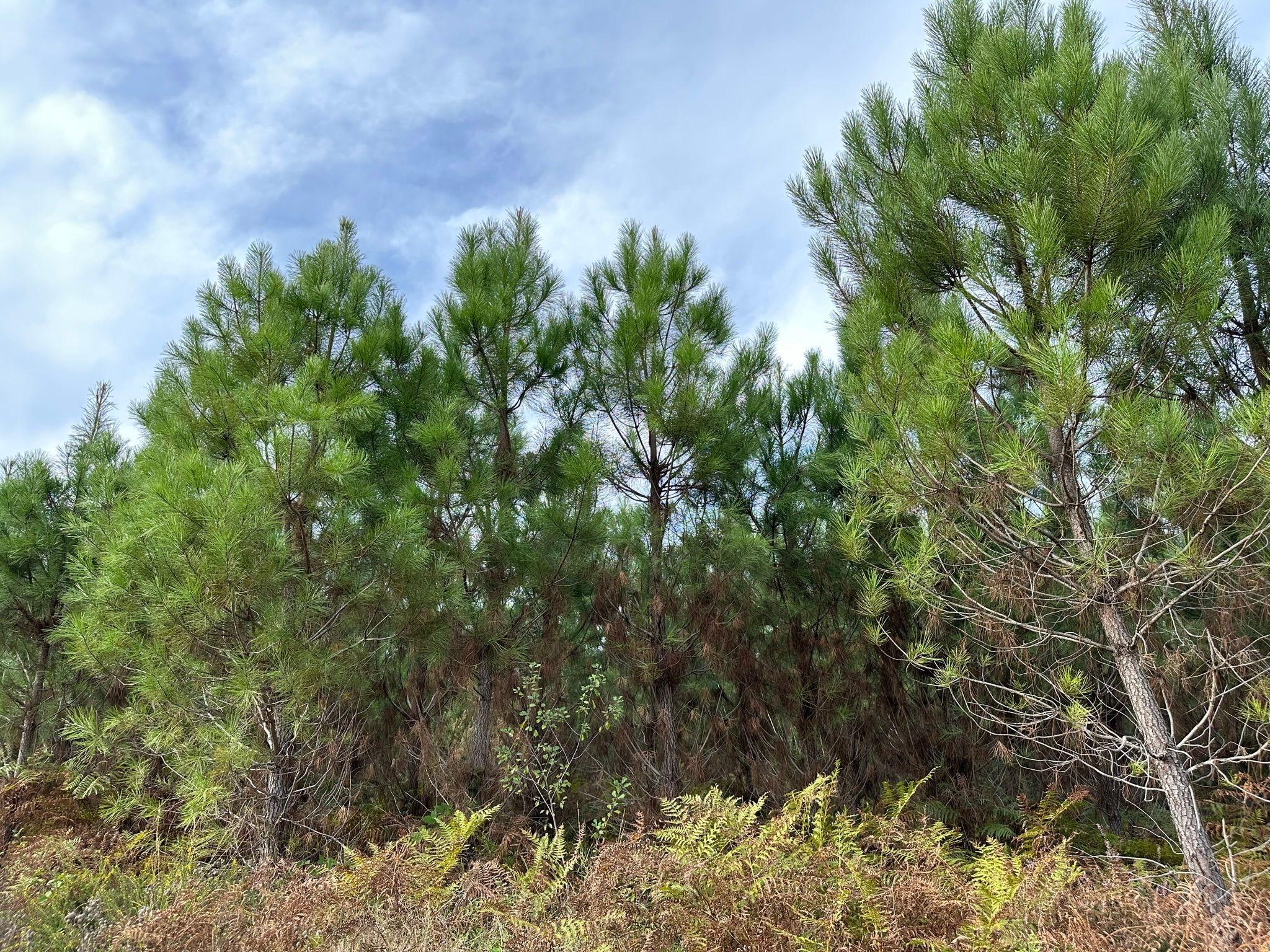 Forêt de pin inclue dans l'activité de sylviculture de Selva Group