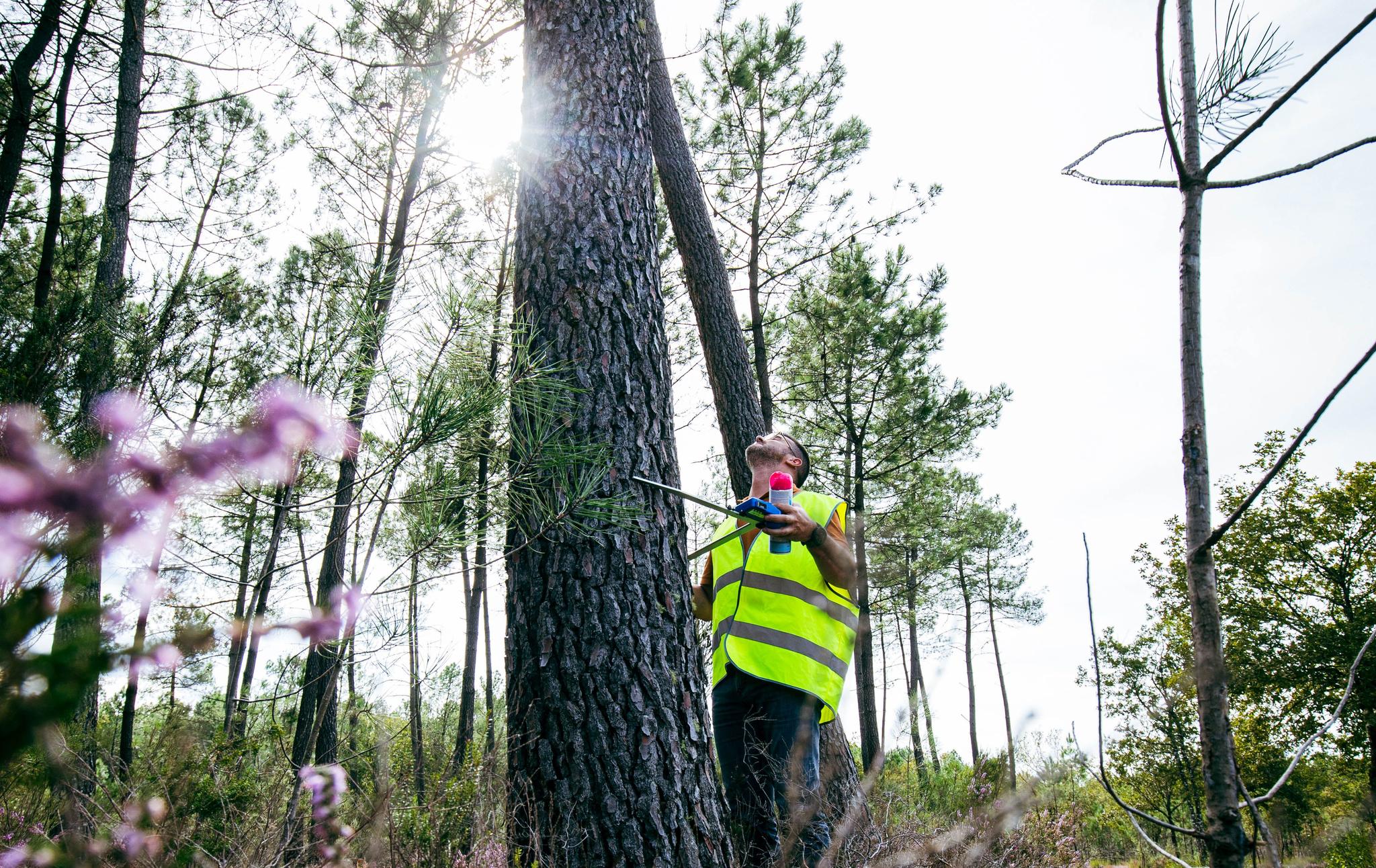 Technicien en sylviculture qui pernet d'étudier et analyser les écosystèmes pour planter, entretenir, améliorer, protéger et gérer les forêts.