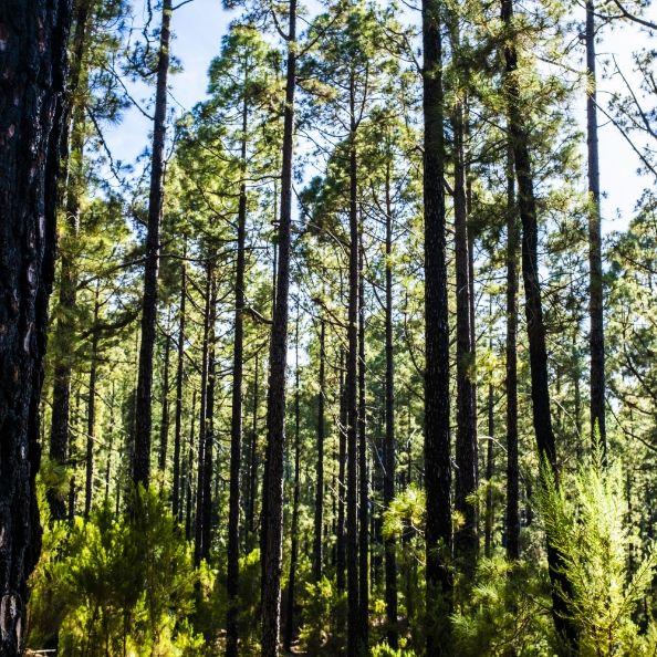 Vue en contre plongée d'une forêt de pins